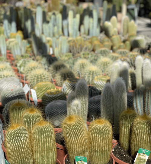 vivers-ernest-el-garden-planta-exterior-cactus