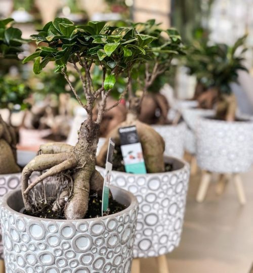 vivers-ernest-el-garden-planta-interior-ficus-bonsai